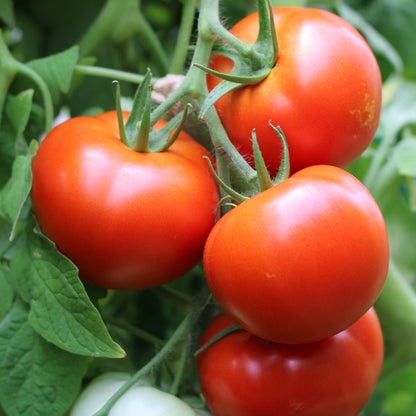 Răsad tomate Ciciu, hibrid F1, timpuriu, creștere nedeterminată, culoare roșu aprins