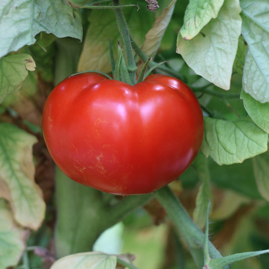 Răsad tomate Kalina, hibrid F1, semi-timpuriu, creștere nedeterminată, culoare roșu