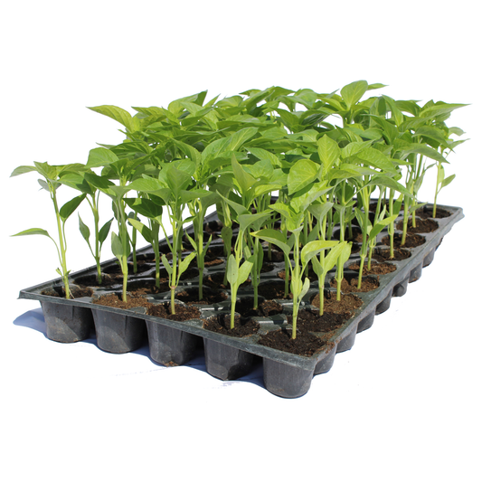 Răsad ardei gras Belladonna, hibrid F1, extra-timpuriu, creștere nedeterminată, culoare galben