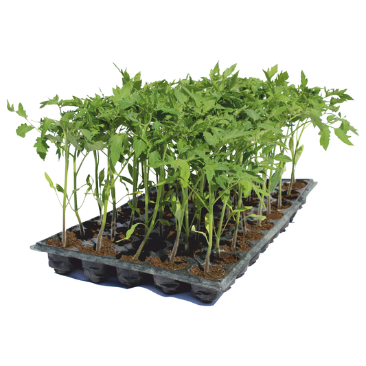 Răsad tomate Menhir, hibrid F1, timpuriu, creștere nedeterminată, culoare roșu aprins