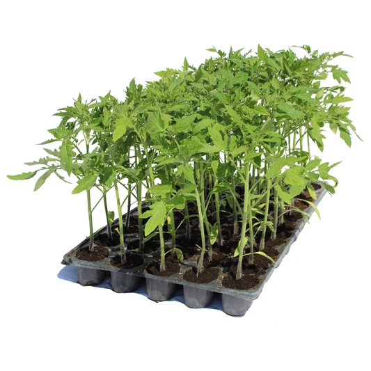 Răsad tomate Perfectpeel, hibrid F1, extra-timpuriu, creștere determinată, culoare roșu