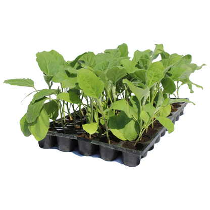 Răsad vinete Aragon, hibrid F1, timpuriu, creștere nedeterminată, culoare negru