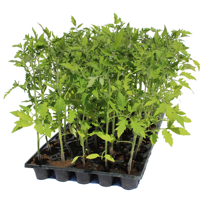 Răsad tomate Pink rock, hibrid F1, extra-timpuriu, creștere nedeterminată, culoare roz