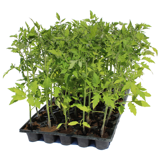 Răsad tomate Pink rock, hibrid F1, extra-timpuriu, creștere nedeterminată, culoare roz