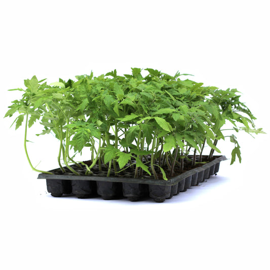 Răsad tomate Cristal, hibrid F1, timpuriu, creștere nedeterminată, culoare roșu