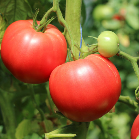 Răsad tomate Gusto pink, hibrid F1, extra-timpuriu, creștere nedeterminată, culoare roz