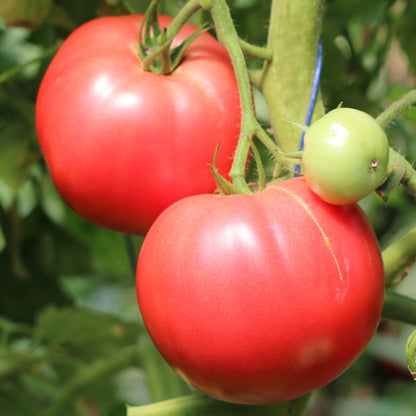 Răsad tomate Pink rock, hibrid F1, extra-timpuriu, creștere nedeterminată, culoare roz