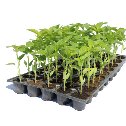 Răsad ardei gras Kubat, hibrid F1, timpuriu, creștere nedeterminată, culoare roșu