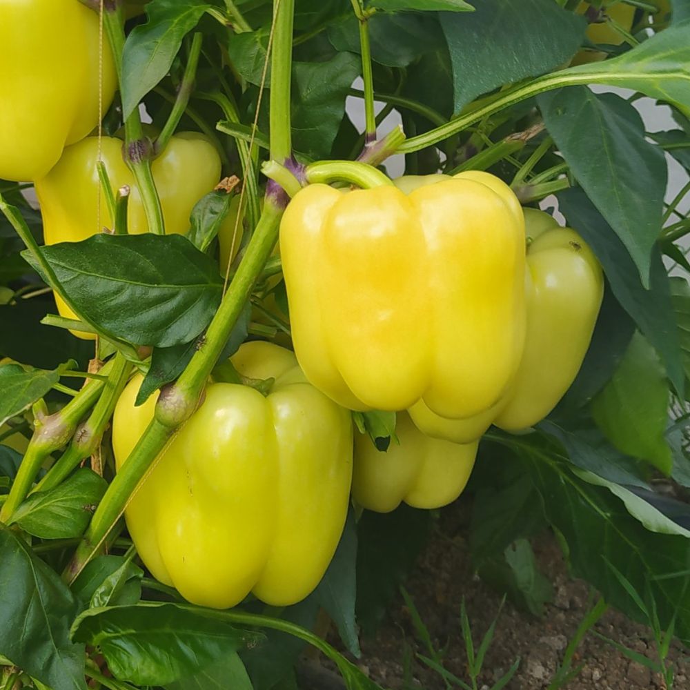 Răsad ardei gras Silverado, hibrid F1, extra-timpuriu, creștere nedeterminată, culoare galben