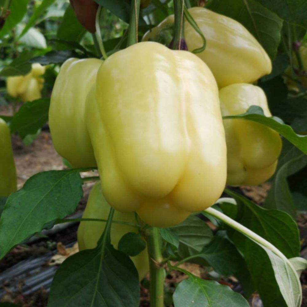 Răsad ardei gras Silverado, hibrid F1, extra-timpuriu, creștere nedeterminată, culoare galben