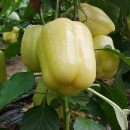 Răsad ardei gras Silverado, hibrid F1, extra-timpuriu, creștere nedeterminată, culoare galben
