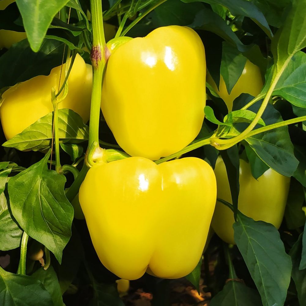 Răsad ardei gras Silverado, hibrid F1, extra-timpuriu, creștere nedeterminată, culoare galben