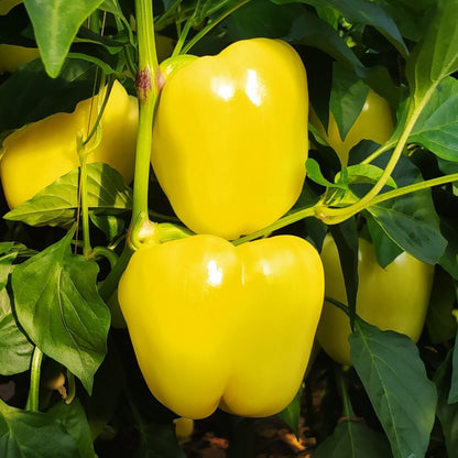 Răsad ardei gras Silverado, hibrid F1, extra-timpuriu, creștere nedeterminată, culoare galben