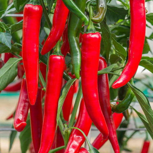 Răsad ardei iute Sahem, hibrid F1, timpuriu, creștere nedeterminată, culoare roșu