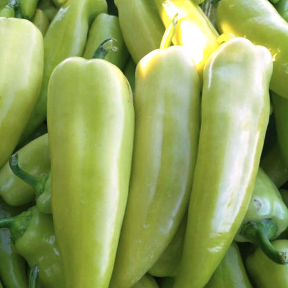 Răsad ardei kapia cornul-caprei Ekstaza, soi, extra-timpuriu, creștere nedeterminată, culoare galben