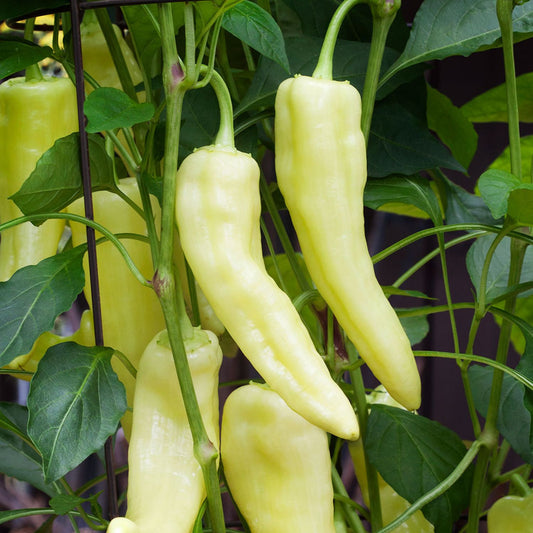 Răsad ardei kapia cornul-caprei Ekstaza, soi, extra-timpuriu, creștere nedeterminată, culoare galben
