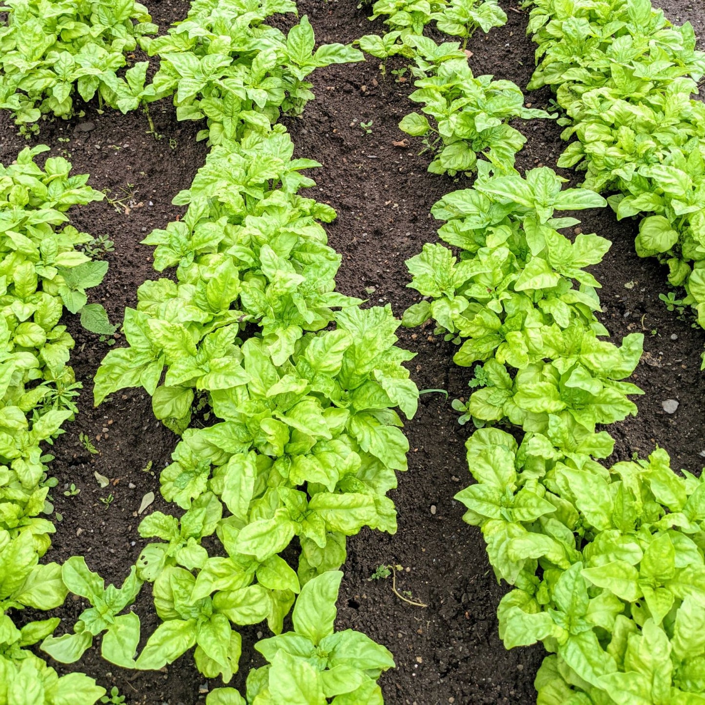 Răsad busuioc autohton Ocimum Basilicum, soi, timpuriu, creștere nedeterminată, culoare verde