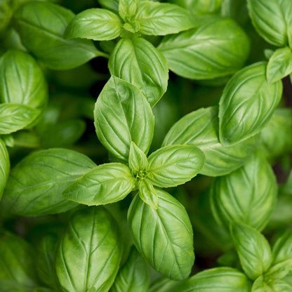 Răsad busuioc autohton Ocimum Basilicum, soi, timpuriu, creștere nedeterminată, culoare verde