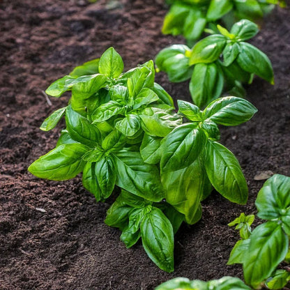 Răsad busuioc autohton Ocimum Basilicum, soi, timpuriu, creștere nedeterminată, culoare verde