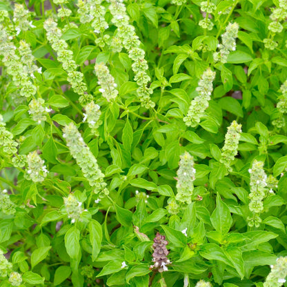 Răsad busuioc autohton Ocimum Basilicum, soi, timpuriu, creștere nedeterminată, culoare verde