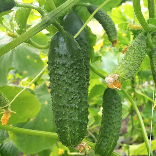 Răsad castraveți cornichon Cassius, hibrid F1, extra-timpuriu, creștere nedeterminată, culoare verde