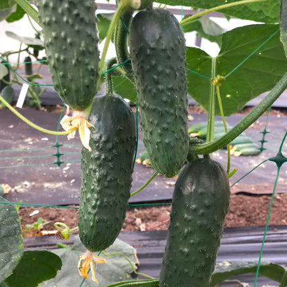 Răsad castraveți cornichon Pickscore, hibrid F1, parneocarpic, semi-timpuriu, creștere nedeterminată, culoare verde