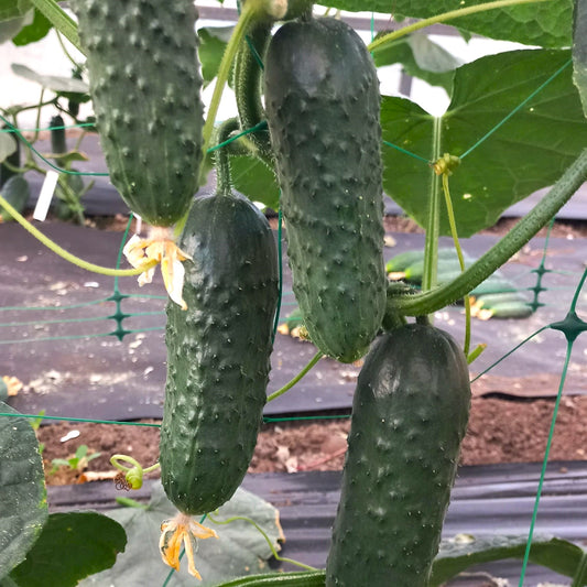 Răsad castraveți cornichon Pickscore, hibrid F1, parneocarpic, semi-timpuriu, creștere nedeterminată, culoare verde