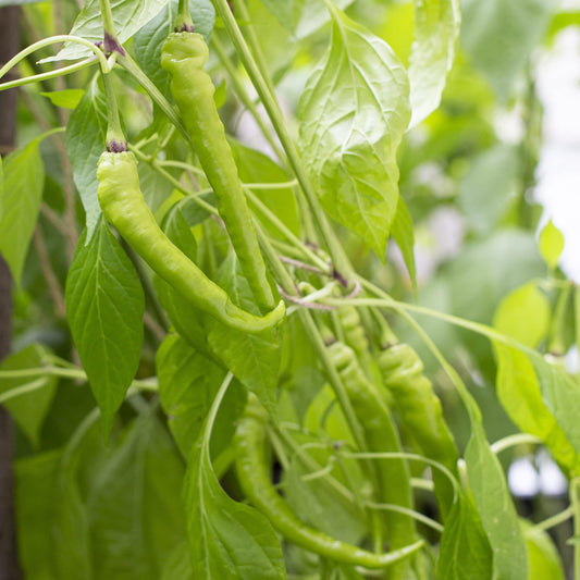 Răsad ardei iute Chorbadjiiski, hibrid F1, semi-timpuriu, creștere nedeterminată, culoare roșu