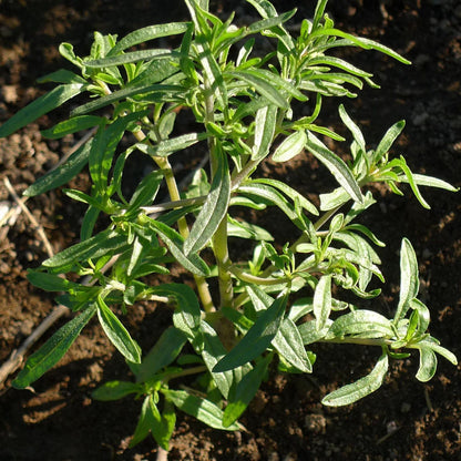 Răsad cimbru autohton Satureja Hortensis, soi, timpuriu, creștere nedeterminată, culoare verde închis