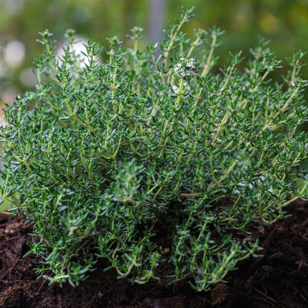 Răsad cimbru autohton Satureja Hortensis, soi, timpuriu, creștere nedeterminată, culoare verde închis