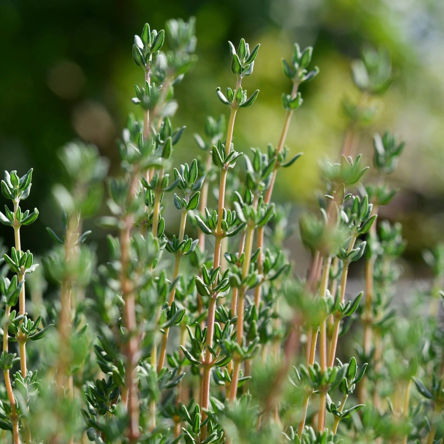 Răsad cimbru autohton Satureja Hortensis, soi, timpuriu, creștere nedeterminată, culoare verde închis