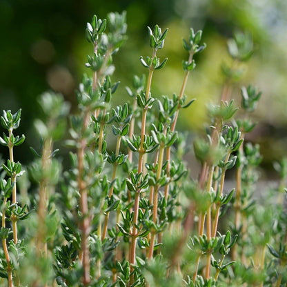 Răsad cimbru autohton Satureja Hortensis, soi, timpuriu, creștere nedeterminată, culoare verde închis