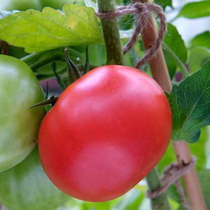 Răsad tomate Country Taste, hibrid F1, timpuriu, creștere nedeterminată, culoare roșu