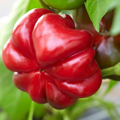 Răsad ardei gogoșar Pritannia, hibrid F1, timpuriu, creștere nedeterminată, culoare roșu închis