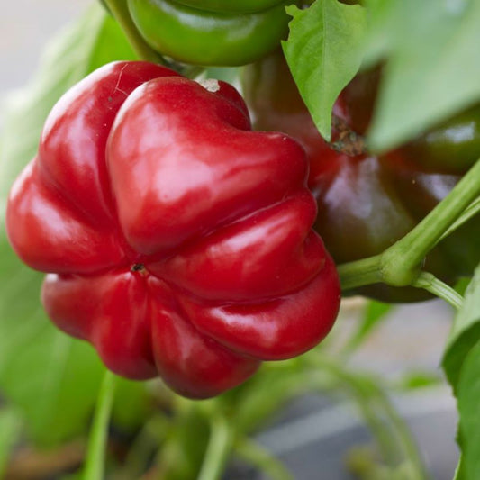 Răsad ardei gogoșar Pritannia, hibrid F1, timpuriu, creștere nedeterminată, culoare roșu închis