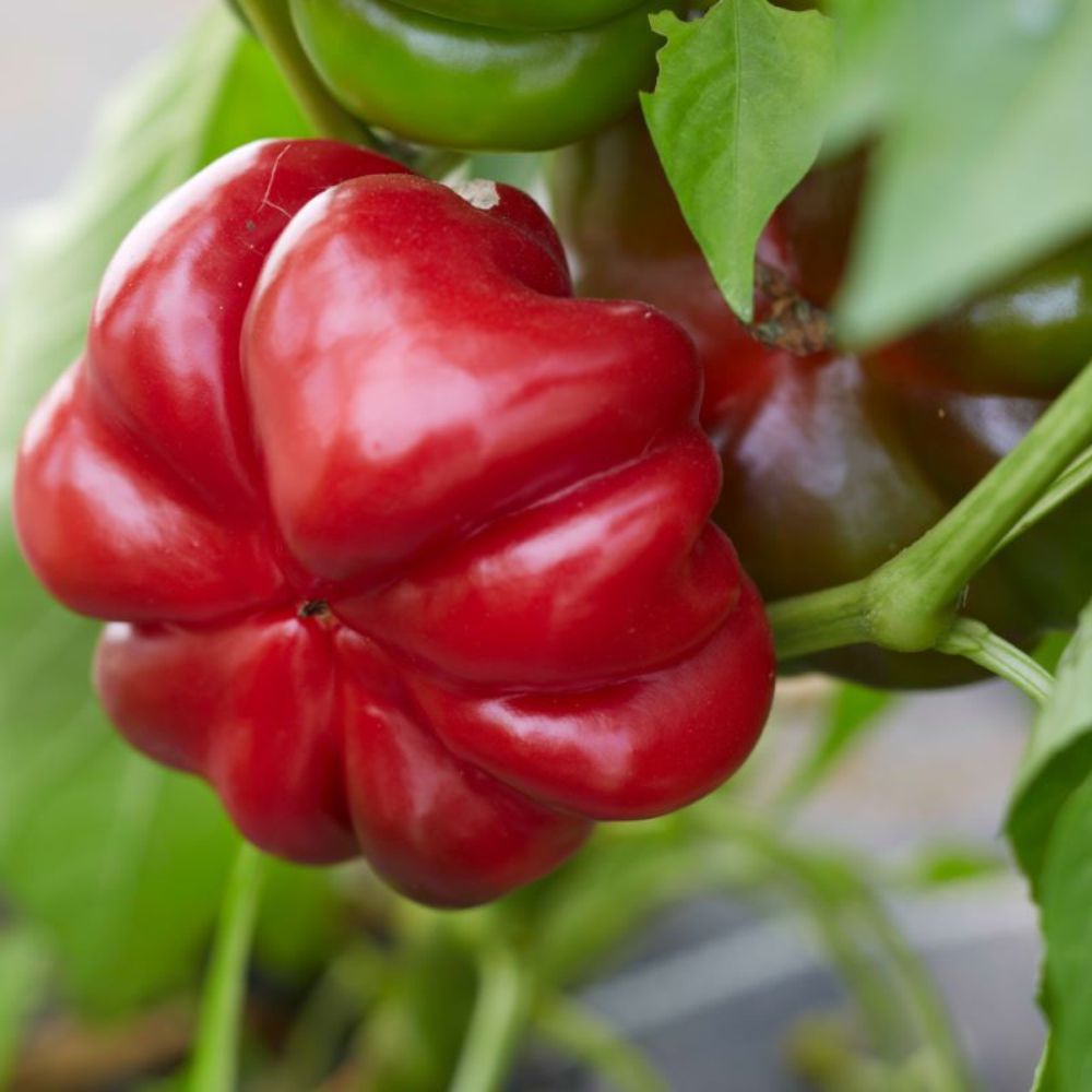 Răsad ardei gogoșar Pritannia, hibrid F1, timpuriu, creștere nedeterminată, culoare roșu închis