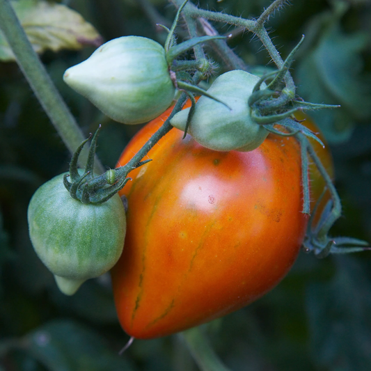 Răsad tomate autohtone Inimă de Bou Roz, soi, semitimpuriu, creștere nedeterminată, culoare roșu
