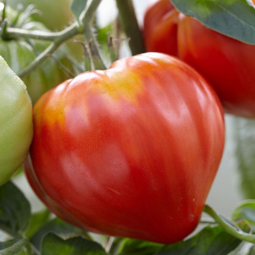 Răsad tomate autohtone Inimă de Bou Roșu, soi, semi-timpuriu, creștere nedeterminată, culoare roșu