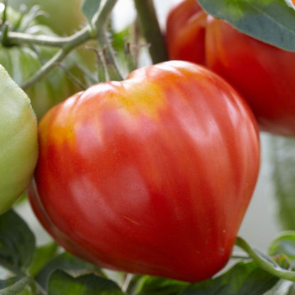 Răsad tomate autohtone Inimă de Bou Roșu, soi, semi-timpuriu, creștere nedeterminată, culoare roșu