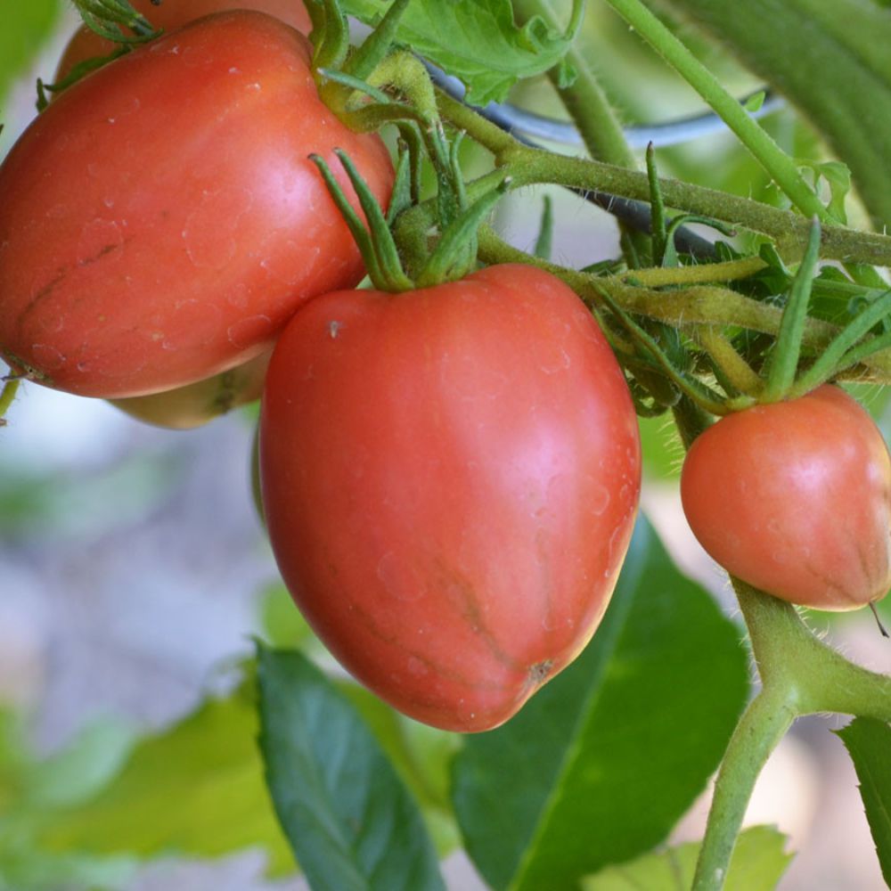 Răsad tomate autohtone Inimă de Bou Roz, soi, semi-timpuriu, creștere nedeterminată, culoare roz
