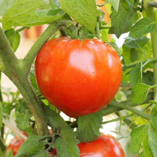 Răsad tomate Lacrima Fecioarei, soi, semi-timpuriu, creștere nedeterminată, culoare roșu