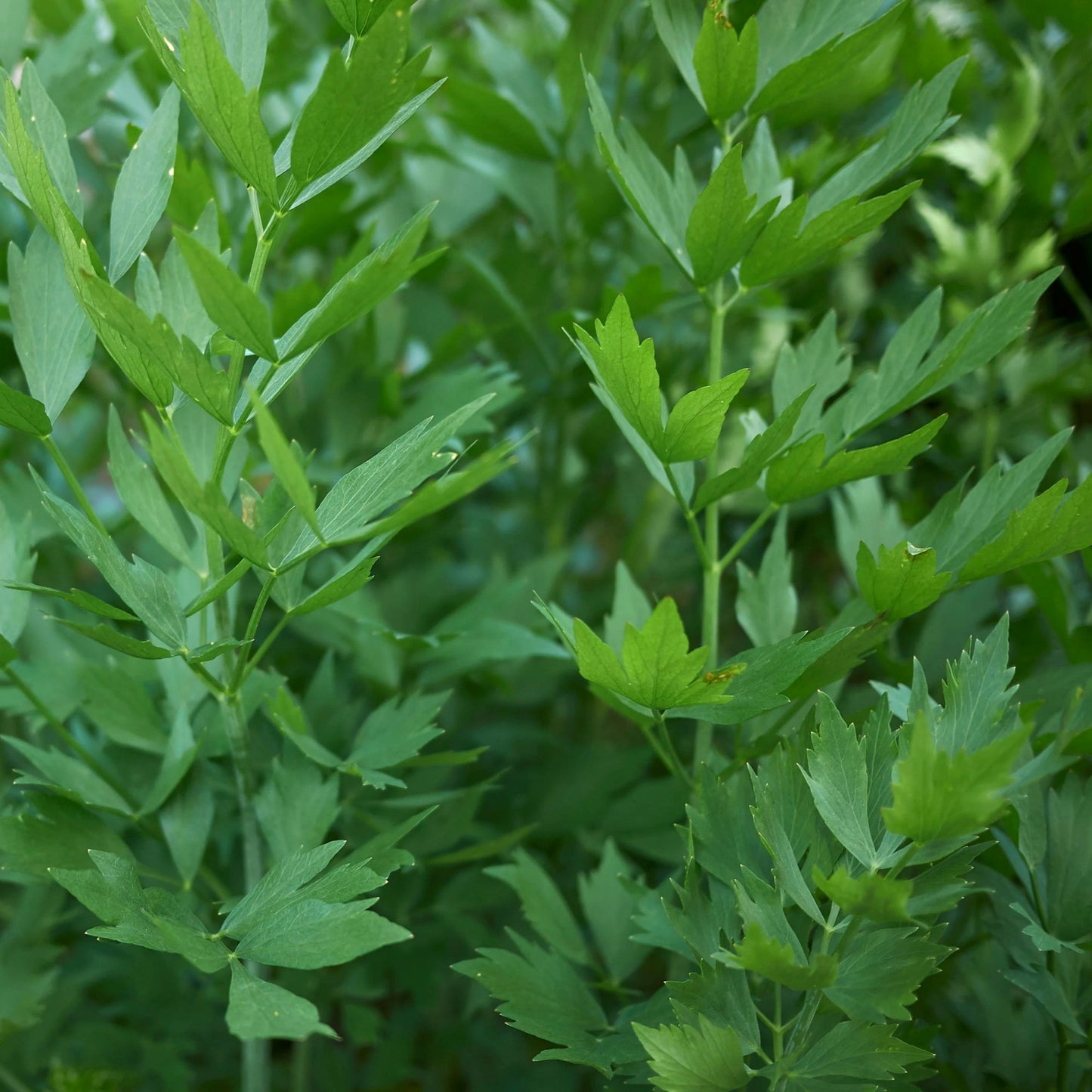 Răsad leuștean autohton Levisticum Officinale, soi, timpuriu, creștere nedeterminată, culoare verde