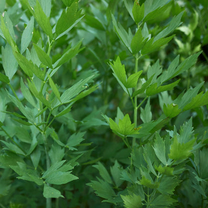 Răsad leuștean autohton Levisticum Officinale, soi, timpuriu, creștere nedeterminată, culoare verde