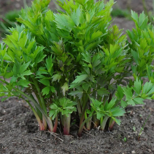 Răsad leuștean autohton Levisticum Officinale, soi, timpuriu, creștere nedeterminată, culoare verde