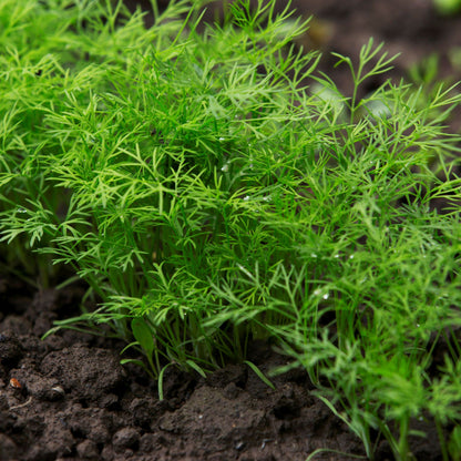 Răsad mărar autohton Anethum graveolens, soi, timpuriu, creștere nedeterminată, culoare verde