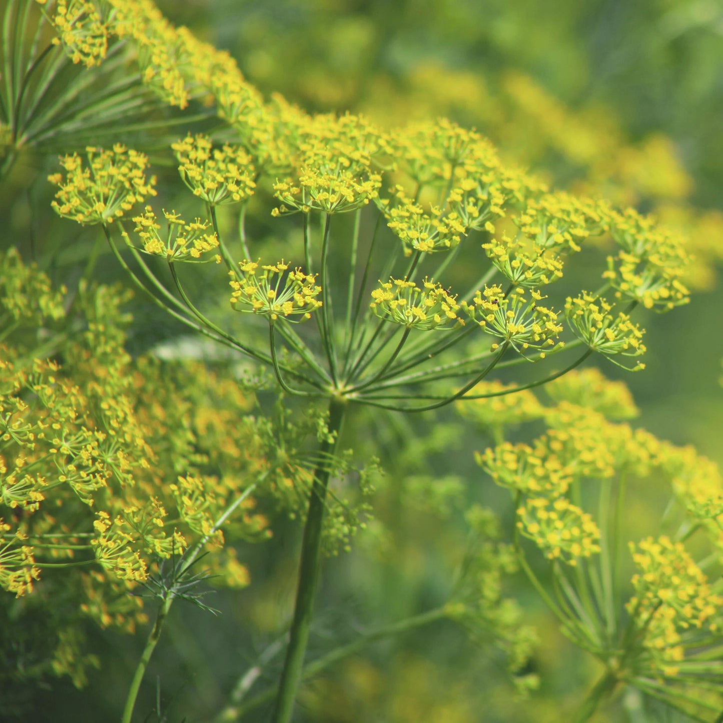 Răsad mărar autohton Anethum graveolens, soi, timpuriu, creștere nedeterminată, culoare verde