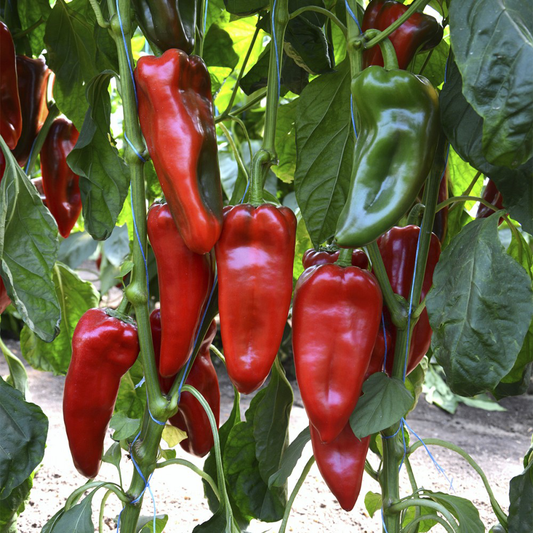 Răsad ardei kapia Kaptur, hibrid F1, timpuriu, creștere nedeterminată, culoare roșu închis
