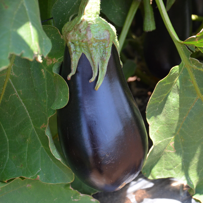 Răsad vinete Aragon, hibrid F1, timpuriu, creștere nedeterminată, culoare negru
