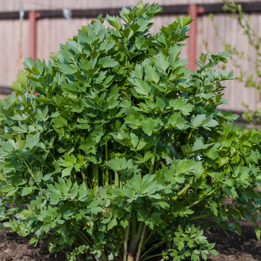 Răsad leuștean autohton Levisticum officinale, soi, timpuriu, creștere nedeterminată, culoare verde