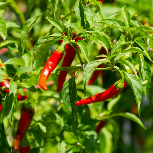 Răsad ardei iute Cayenne, hibrid F1, semi-timpuriu, creștere nedeterminată, culoare roșu